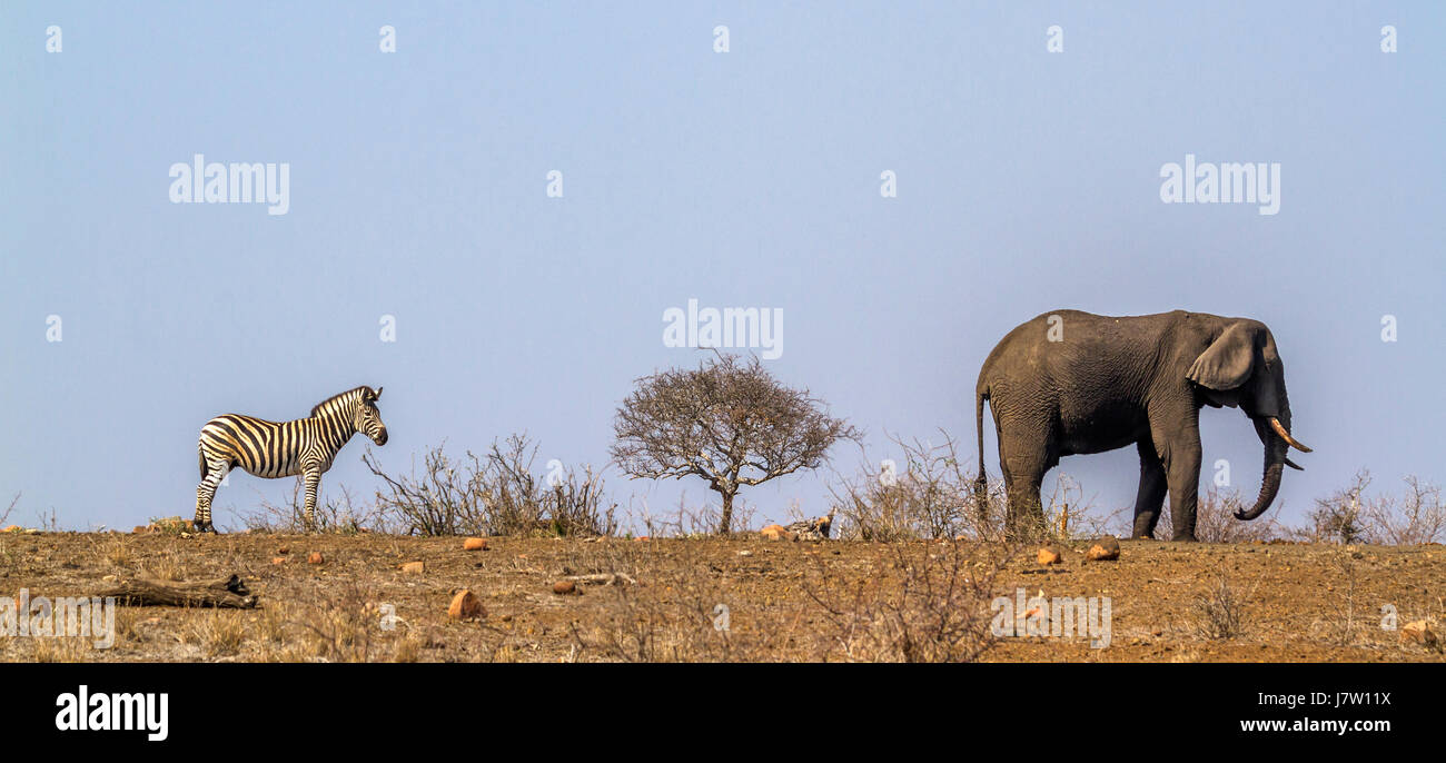 Ebenen Zebra und afrikanischen Bush Elefanten im Kruger National Park, Südafrika; Specie Equus Quagga Burchellii und Loxodonta africana Stockfoto
