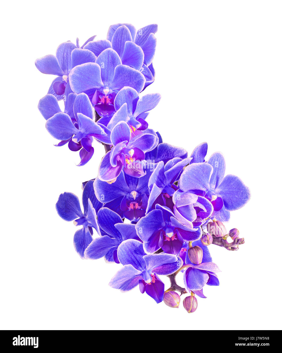 Blau, lila Orchideen Blüten, Makro, nah, Orchidaceae, bekannt als die Motte Orchidee Phalaenopsis abgekürzt Phal. Weißem Hintergrund Stockfoto