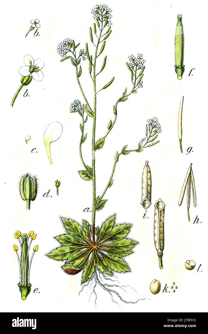 Eine botanische Illustration von Arabis thaliana, einer Pflanzenart aus der Senffamilie. Das Bild mit dem Titel Sturm6 hebt die detaillierten Merkmale und die wissenschaftliche Bedeutung der Pflanze hervor. Stockfoto