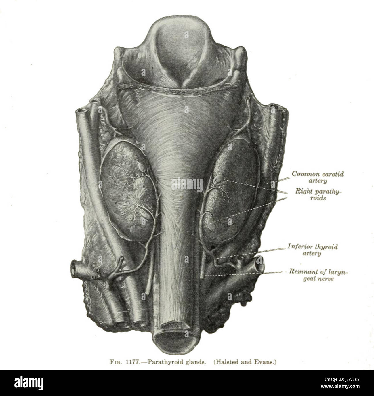 Dieser Titel bezieht sich wahrscheinlich auf eine Illustration oder Seite aus der Anatomy of the Human Body von Henry Gray, die 1918 veröffentlicht wurde. Es zeigt detaillierte Abbildungen der menschlichen Anatomie und zeigt anatomische Strukturen. Stockfoto