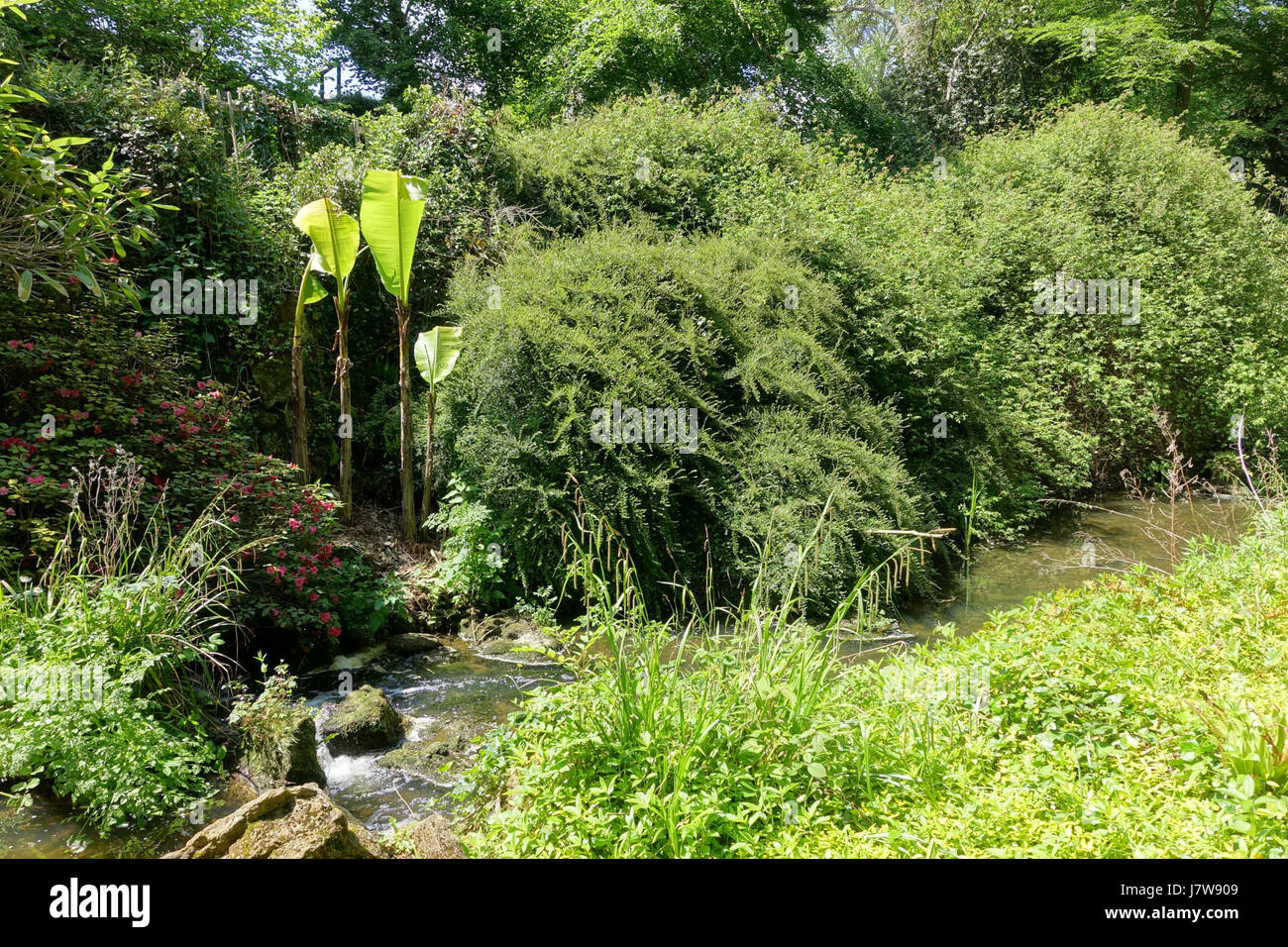 Dieses Foto zeigt einen Kaskadenbach in Bowood, Wiltshire, England, der die ruhige und natürliche Schönheit der englischen Landschaft einfängt. Stockfoto