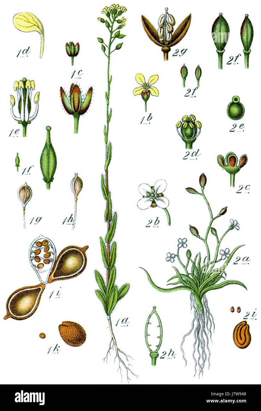 Brassicaceae Spp Sturm30 Stockfoto