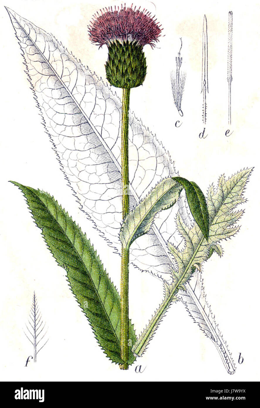 Eine Illustration oder wissenschaftliche Darstellung von *Cirsium heterophyllum*, einer Distelart aus der Gattung Cirsium, von Sturm. Stockfoto