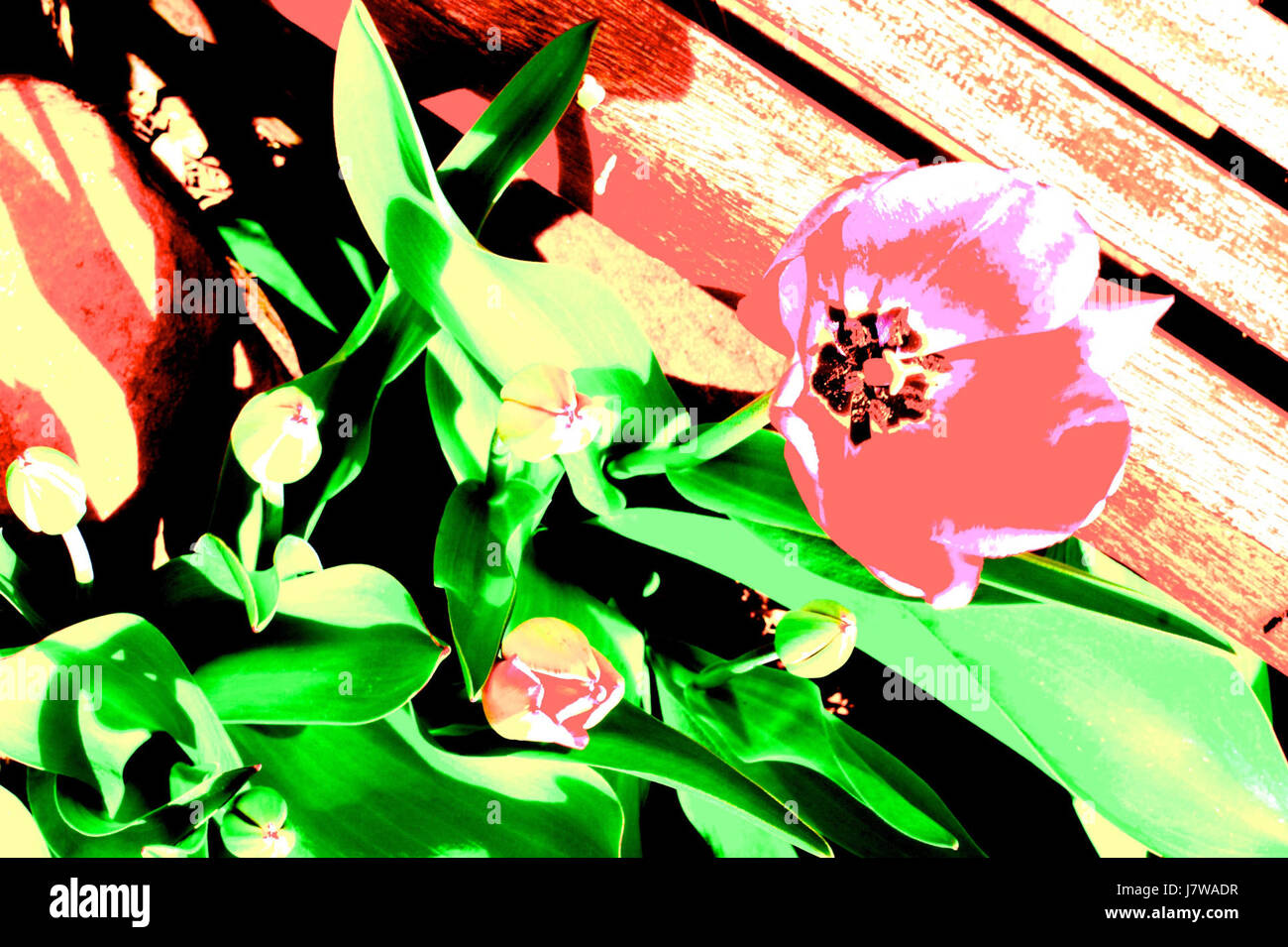 Dieses Bild mit dem Titel „letzter Beobachter der Pilzwolke“ fängt die letzten Momente des Zeugen der nuklearen Explosionswolke ein. Das Foto repräsentiert einen ergreifenden Moment in der Geschichte, der die Auswirkungen von Atomtests widerspiegelt. Stockfoto