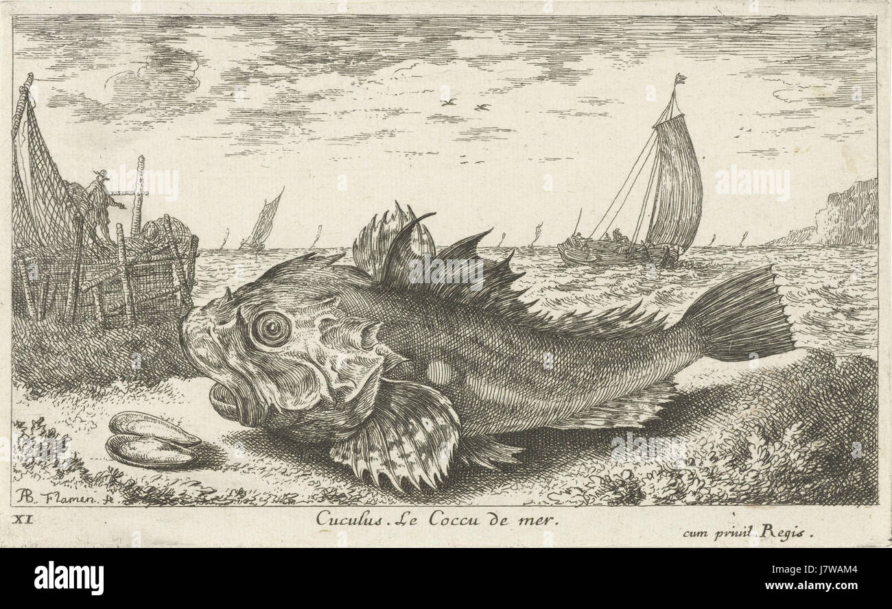 Albert Flamen Cuculus. Le Coccu de mer Stockfoto