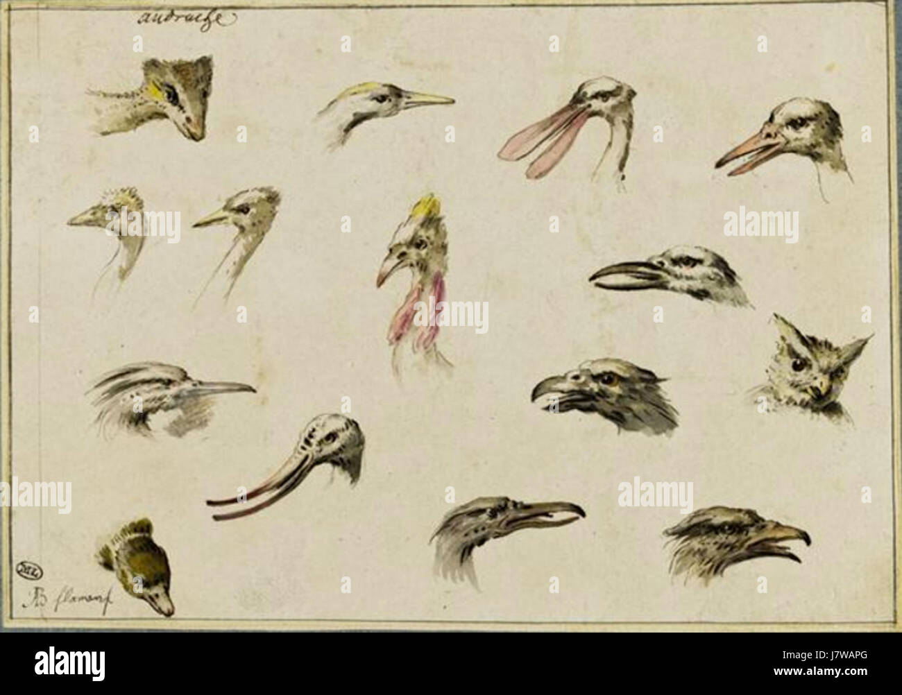 Diese Studie von Albert Flamen enthält 15 detaillierte Studien von Vogelköpfen, die die Beobachtung verschiedener Vogelarten durch die artistâ zeigen, wobei der Schwerpunkt auf ihren Besonderheiten und ihrer Anatomie liegt. Stockfoto