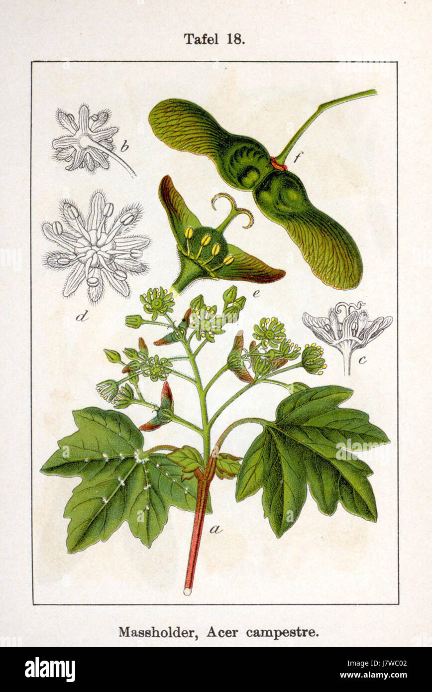 Acer Campestre, auch bekannt als Ahornbaum, ist eine in Europa heimische Ahornbaumart. Dieses Bild von Sturm zeigt die Art und zeigt ihre Blätter und Struktur. Stockfoto