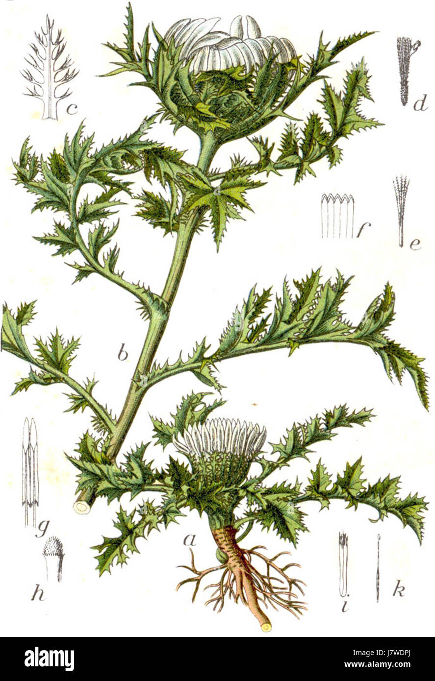 Carlina acaulis ist eine Pflanzenart, die 1781 in einer botanischen Illustration von Jacob Sturm dargestellt wurde. Bekannt für ihr einzigartiges Aussehen, gehört diese Pflanze zur Familie der Sonnenblumen und ist in den europäischen Alpenregionen beheimatet. Stockfoto