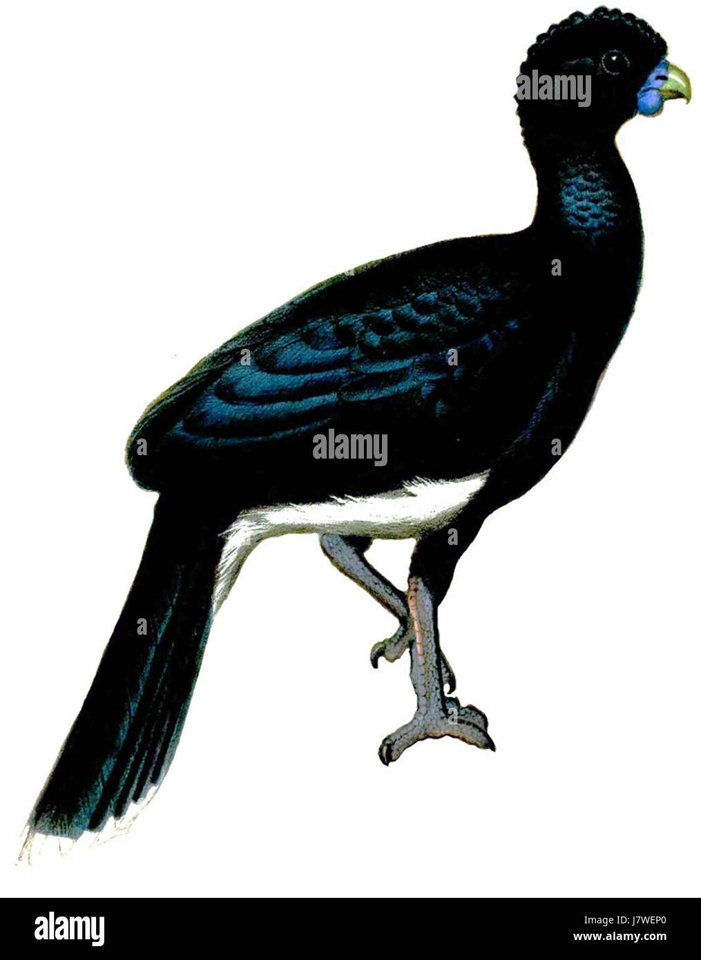 Dieser Titel bezieht sich auf eine Darstellung oder Studie von Crax Alberti, einer Art von Großvogel aus der Familie der Cracidae, auch bekannt als Albertis Curassow. Sie ist in Südamerika beheimatet und findet sich in Kolumbien. Der „MWolf flipped“ deutet auf eine künstlerische oder wissenschaftliche Interpretation dieser Art hin, möglicherweise durch den Forscher oder Künstler MWolf. Stockfoto