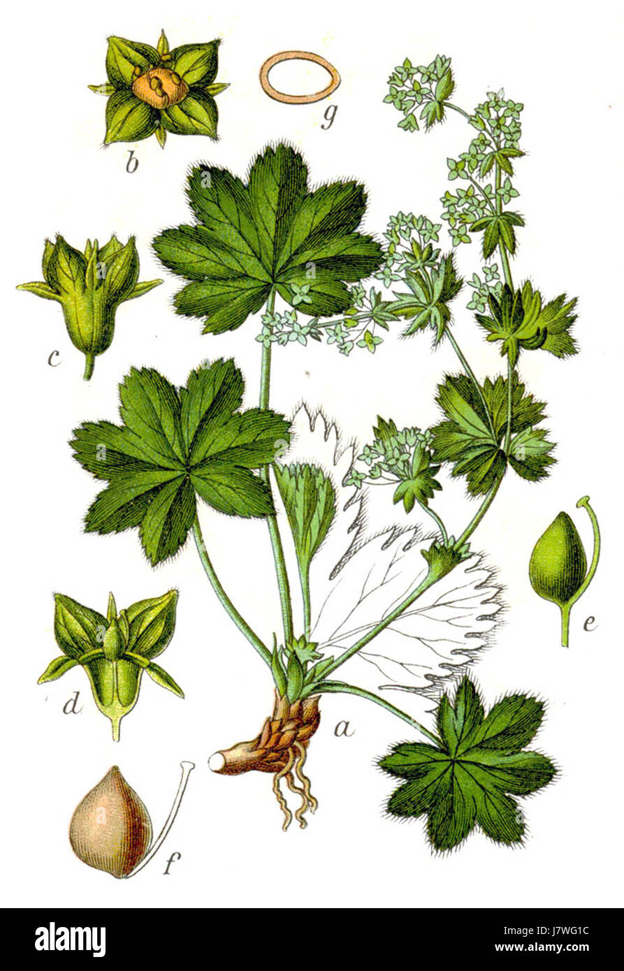Alchemilla Fissa Sturm 55 bezieht sich wahrscheinlich auf eine Art oder Sorte der Pflanze Alchemilla fissa, die 1755 vom Botaniker Sturm beschrieben wurde. Stockfoto