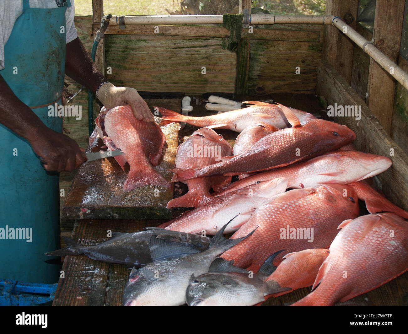 Fisch zu skalieren, Tierwelt Fischer Reinigungs Arm Waffe Messer Messer rot Reinigung Stockfoto