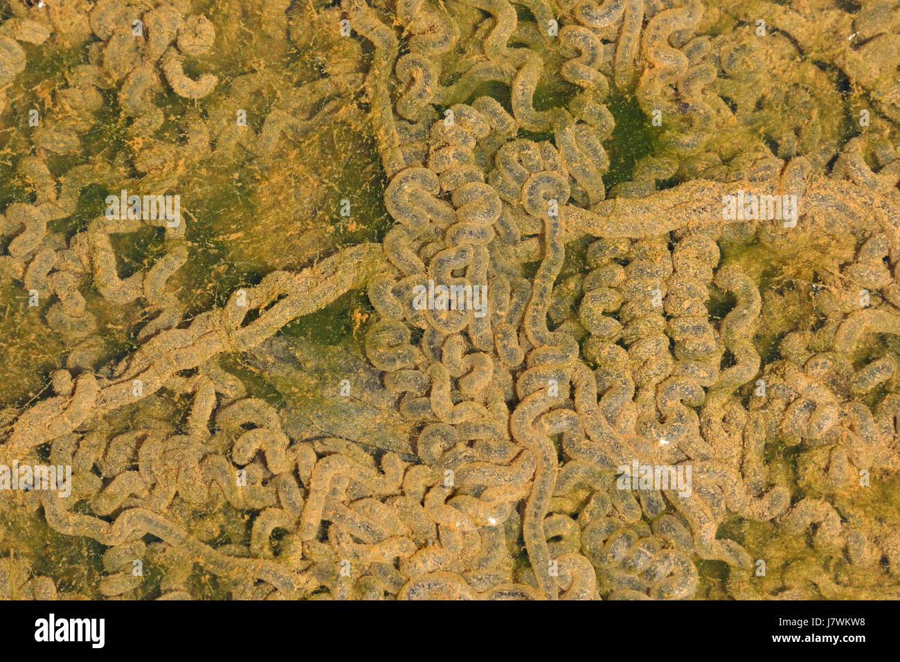 Amerikanische Kröte Eiern, Anaxyrus Americanus, ehemals Bufo Americanus, Maryland Stockfoto