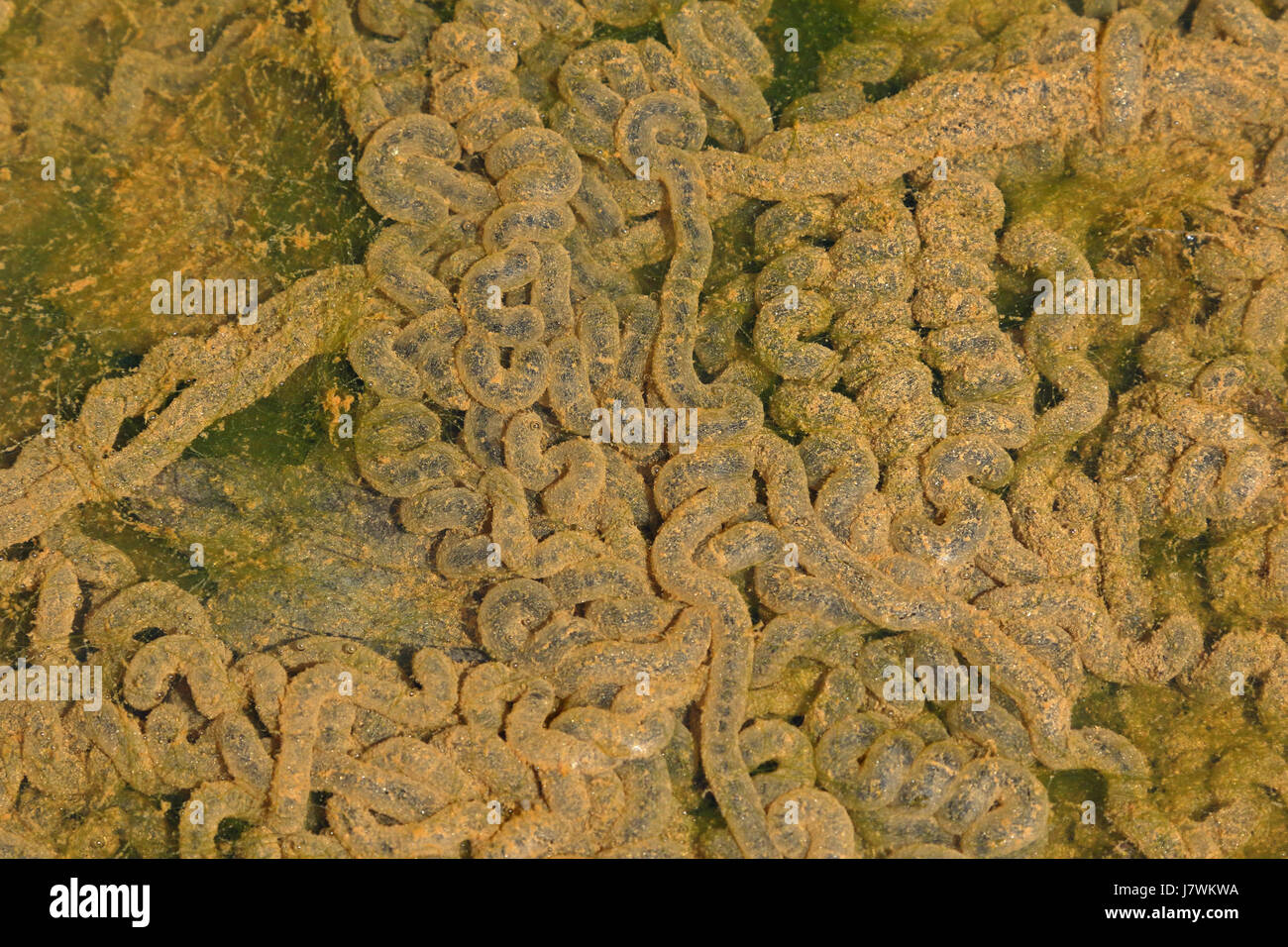 Amerikanische Kröte Eiern, Anaxyrus Americanus, ehemals Bufo Americanus, Maryland Stockfoto