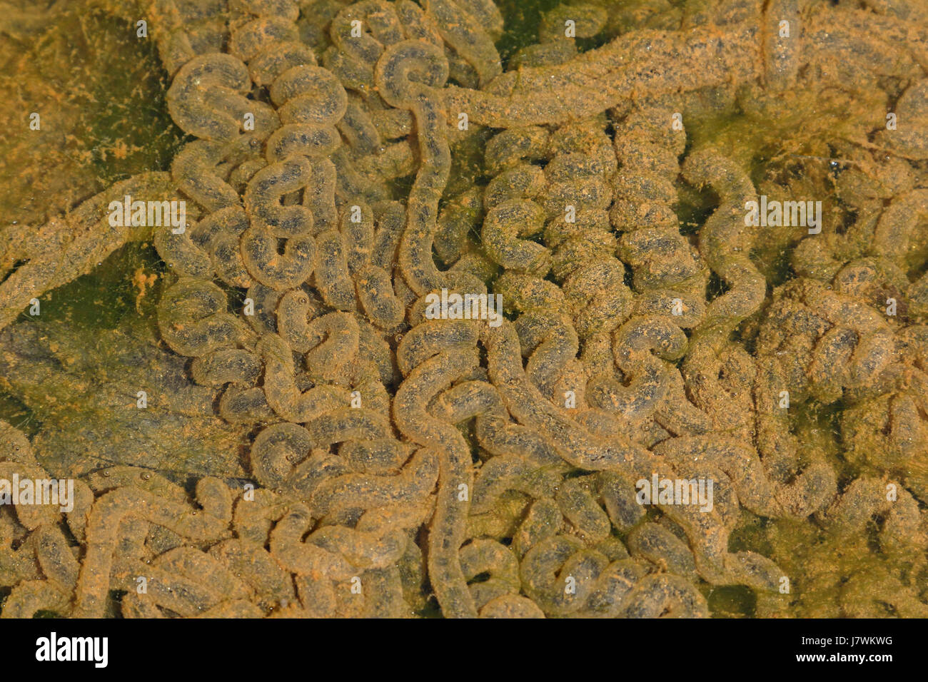 Amerikanische Kröte Eiern, Anaxyrus Americanus, ehemals Bufo Americanus, Maryland Stockfoto
