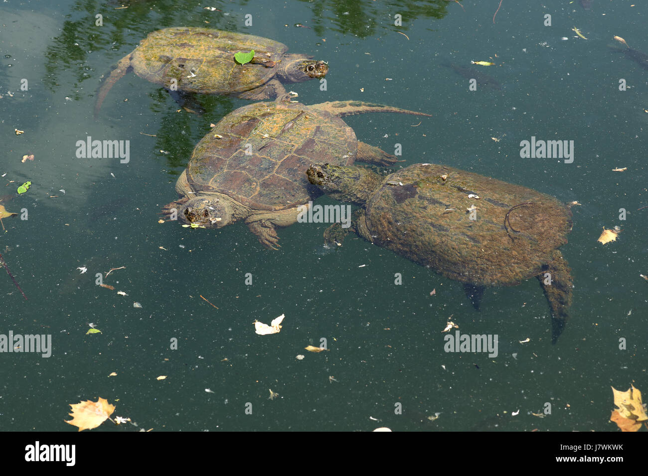Schnappschildkröte Chelydra serpentina Stockfoto