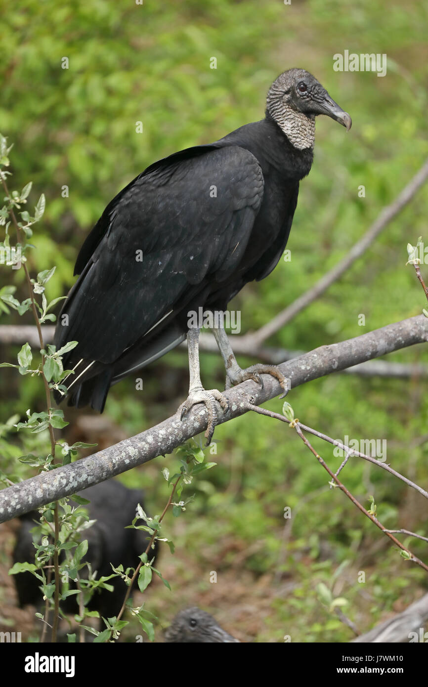 Schwarzgeier (Coragyps atratus), Maryland Stockfoto