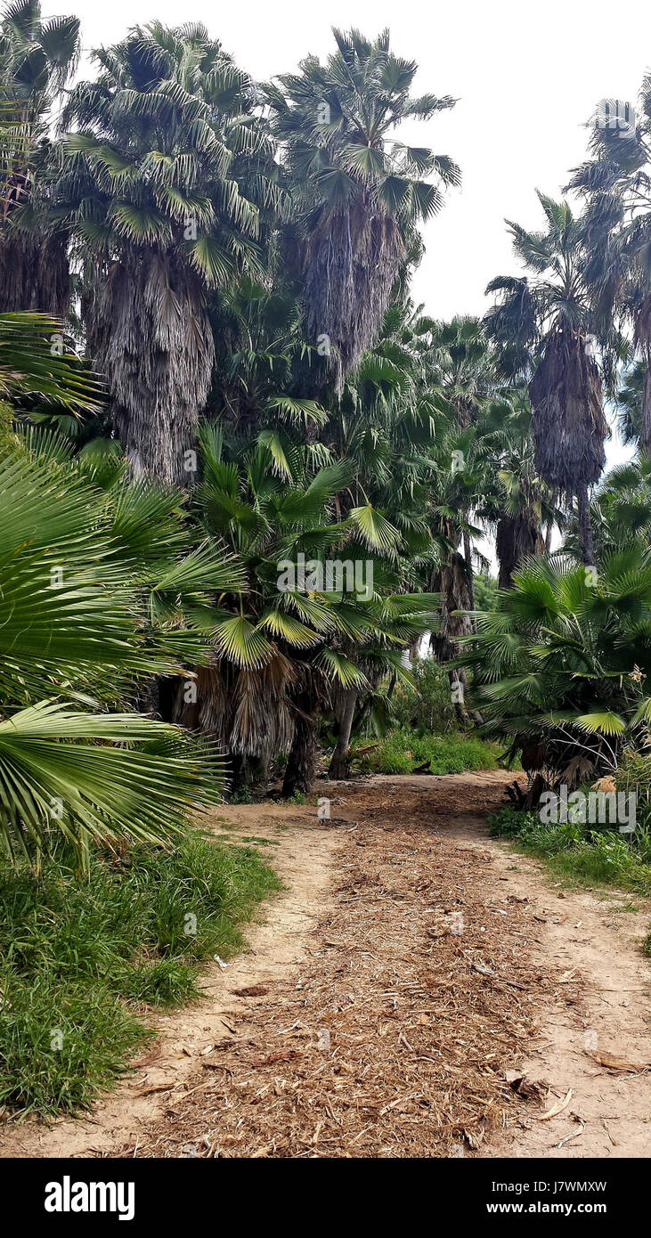 Eine Wohnanlage am 12 Las Palmas Trail, in der Nähe des Zacata Creek in Laredo, Texas. Die Gegend bietet Wohnanlagen in Vorstädten, lokale Annehmlichkeiten und Zugang zur nahe gelegenen natürlichen Umgebung, die einen ruhigen Wohnstil widerspiegelt. Das Anwesen zeichnet sich durch seine malerische Aussicht und die Nähe zum Bach aus. Stockfoto