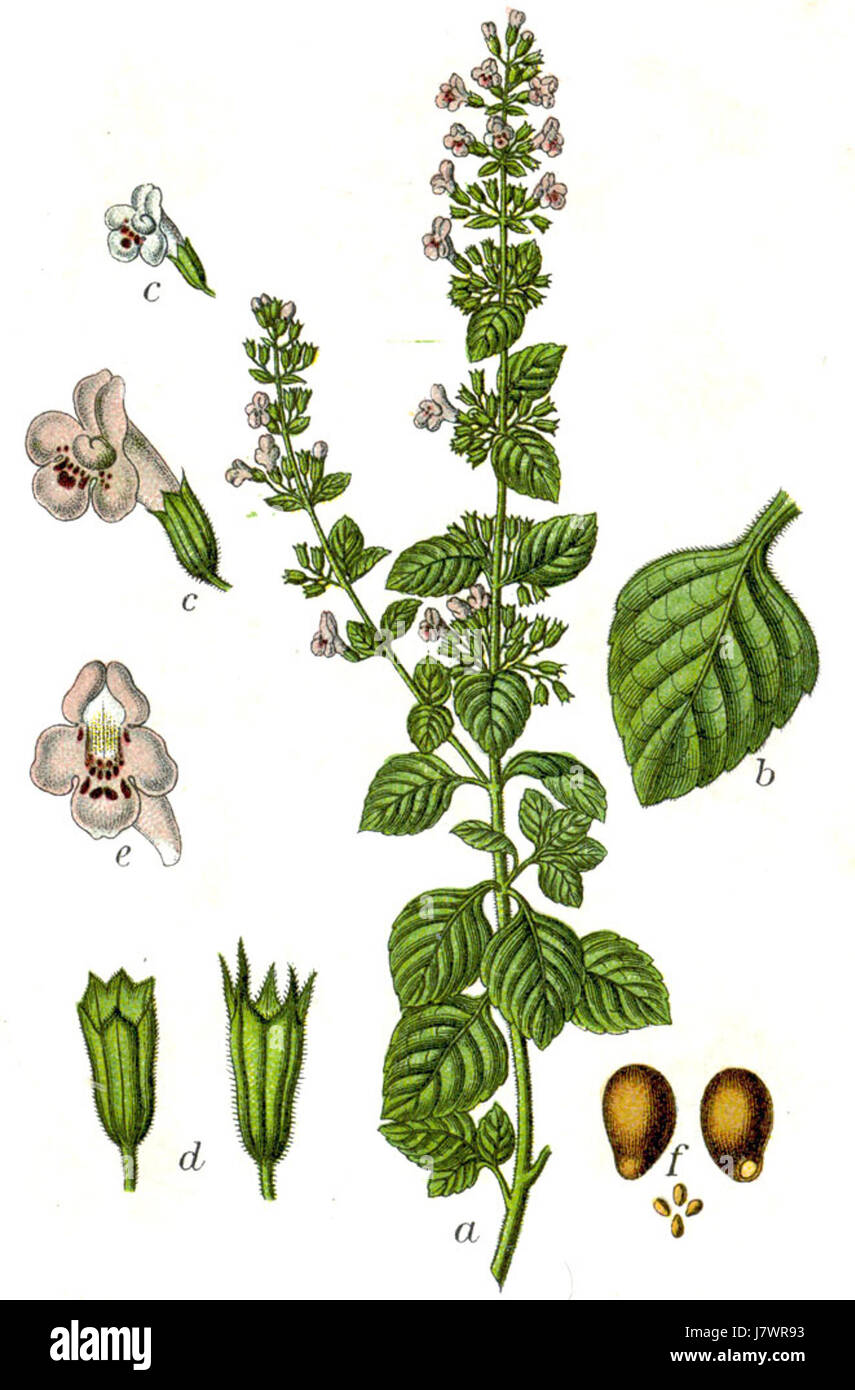 Calamintha officinalis, allgemein bekannt als medizinisches Gewürz, ist ein mehrjähriges Kraut, das in verschiedenen Teilen der Welt vorkommt. Diese Art ist bekannt für ihre medizinischen Eigenschaften, insbesondere in traditionellen pflanzlichen Heilmitteln. Stockfoto