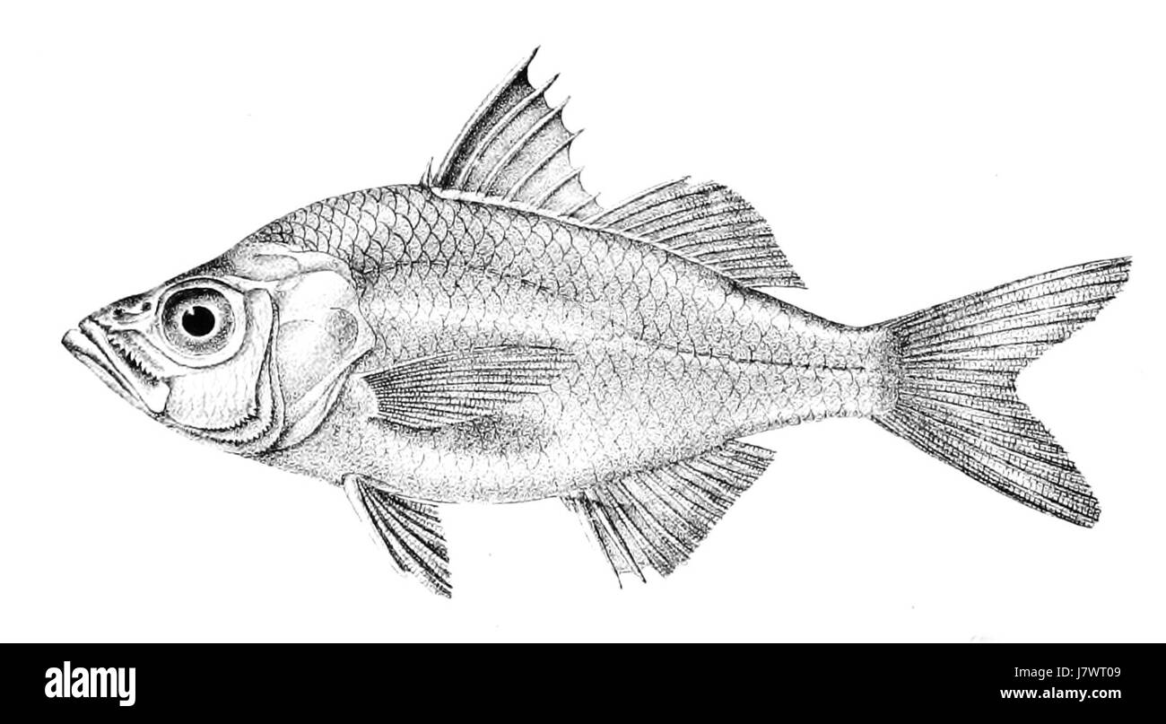 Ambassis dayi ist eine von Ford 2015 entdeckte Fischart, die zur Familie der Ambassidae gehört. Er gehört zu den Süßwasserfischen in Südostasien. Stockfoto