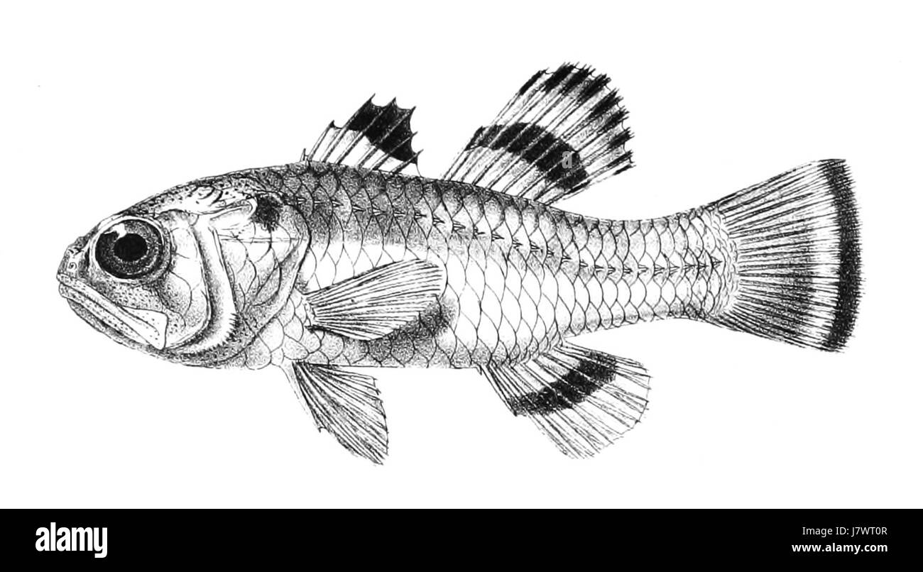 Apogon ellioti, allgemein bekannt als Elliotts Kardinalfisch, ist eine Fischart in Korallenriffen, die für ihr markantes Aussehen und ihre ökologische Rolle in Meeresökosystemen bekannt ist. Stockfoto