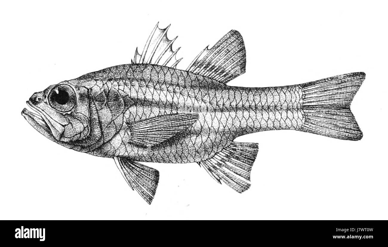 Apogon frenatus ist eine Fischart aus der Familie der Apogonidae, die auch als Schwalbenschwanz-Kardinalfisch bekannt ist. Diese Art kommt im Indopazifik vor, einschließlich Korallenriffen und Küstengebieten. Er ist bekannt für sein unverwechselbares Aussehen mit einem langen, gespaltenen Schwanz und einer lebhaften Färbung. Apogon frenatus ist eine wichtige Art für Riffökosysteme und trägt zur Artenvielfalt des Gebiets bei. Stockfoto