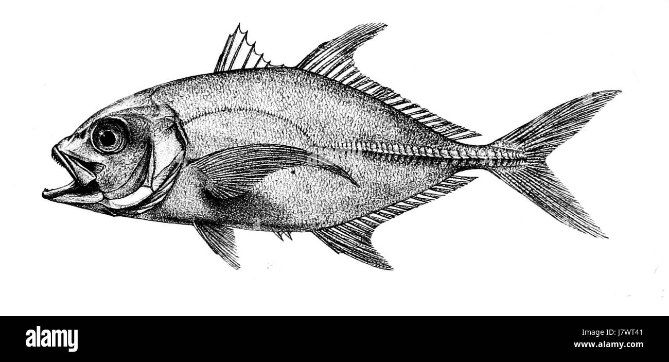 Caranx melampygus, auch bekannt als Black Jack, ist eine Fischart, die in tropischen und subtropischen Gewässern vorkommt. Er ist bekannt für sein unverwechselbares Aussehen und wird in Meeresbiologie studiert. Stockfoto