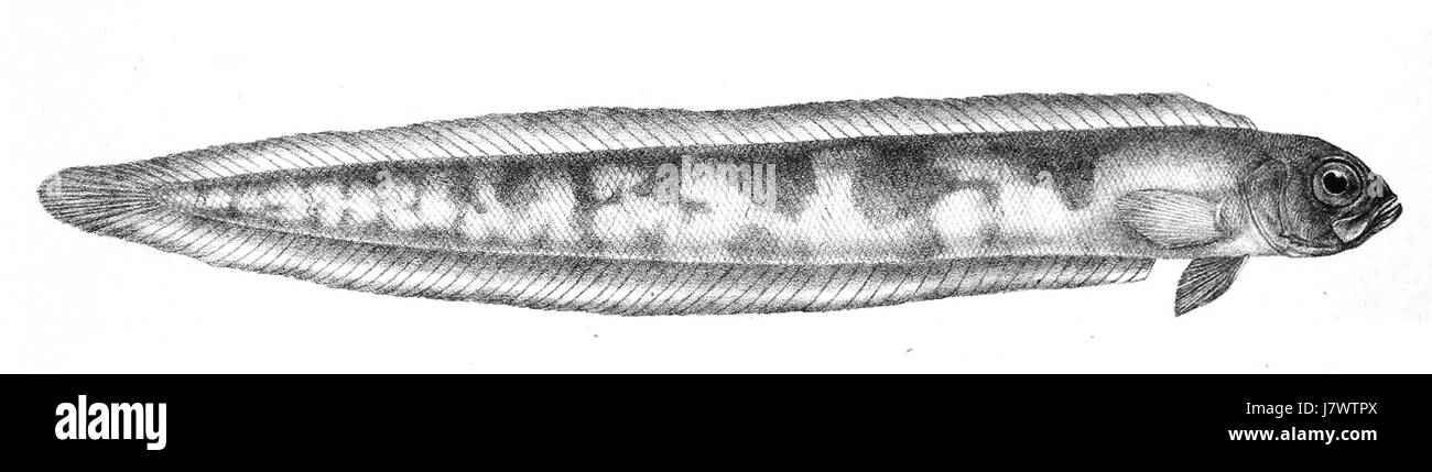 Cepola abbreviata, eine Fischart, wird hier hervorgehoben, möglicherweise im Zusammenhang mit Ford's Klassifizierung oder Forschung von 68. Diese Art kommt in verschiedenen Meeresumwelten vor, die von erheblicher ökologischer Relevanz sind. Stockfoto