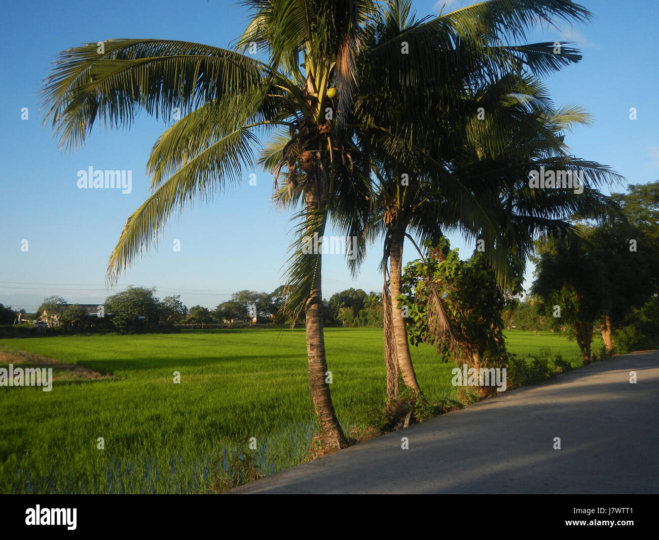 Dieses Bild zeigt eine ländliche Landschaft in Sabang, Baliuag, Bulacan, mit Reisfeldern, Grasland, Bäume, Häuser und Bewässerungssysteme sowie eine Straßenbrücke. Die Szene repräsentiert das landwirtschaftliche Leben auf den Philippinen. Stockfoto
