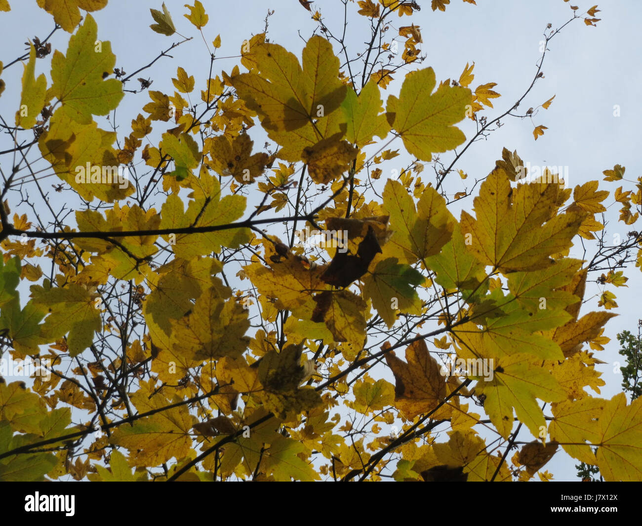 Acer pseudoplatanus, allgemein bekannt als Platanen-Ahorn, ist eine Ahornart, die in Europa und Asien beheimatet ist. Er ist bekannt für seine großen, breiten Blätter und seine Verwendung in Stadt- und Landschaftsbepflanzungen. Stockfoto