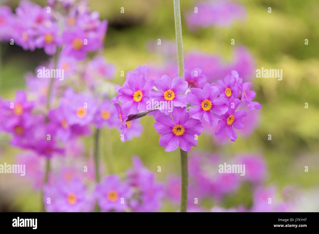 Primula Beesiana. Kandelaber Primel. Kandelaber Primula Blumen Stockfoto