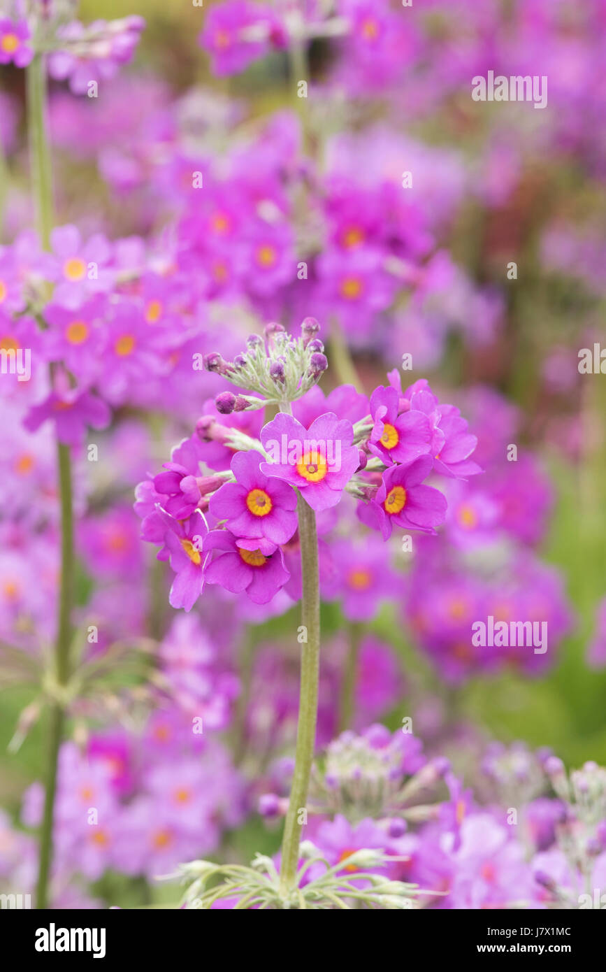 Primula Beesiana. Kandelaber Primel. Kandelaber Primula Blumen Stockfoto