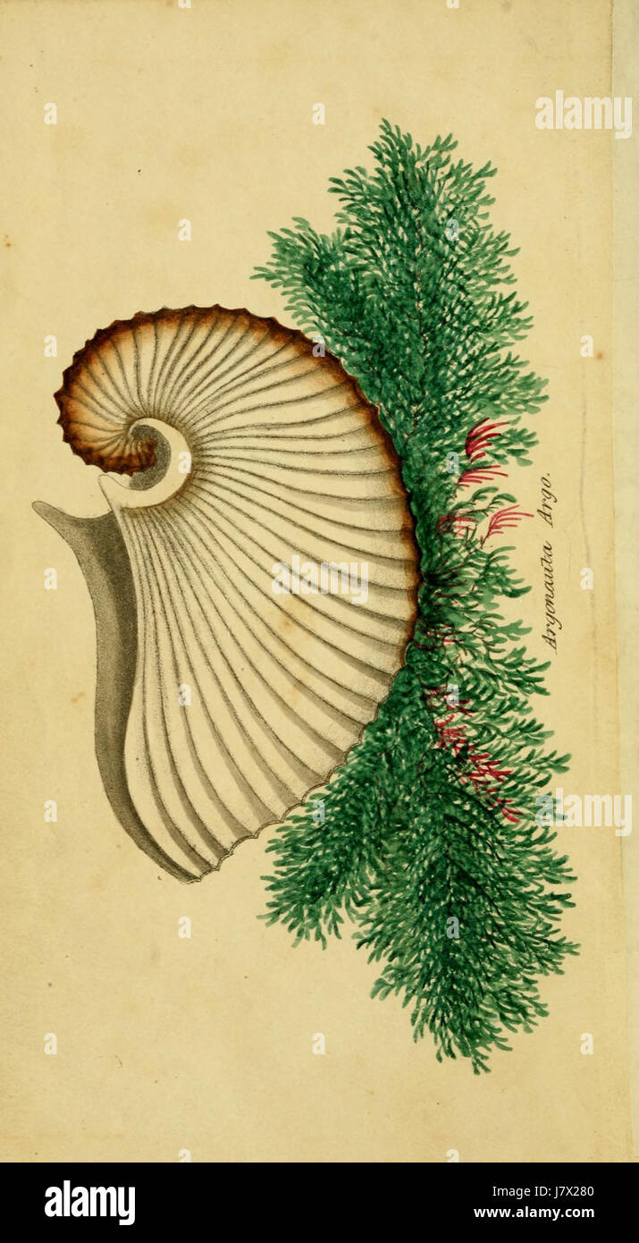Argonauta argo, auch bekannt als das Papier nautilus, ist eine Art von Kopffüßchen. Diese historische Skizze veranschaulicht das einzigartige Aussehen dieser Kreatur, bekannt für ihre papierdünne Schale und ihre markante Körperstruktur. Stockfoto