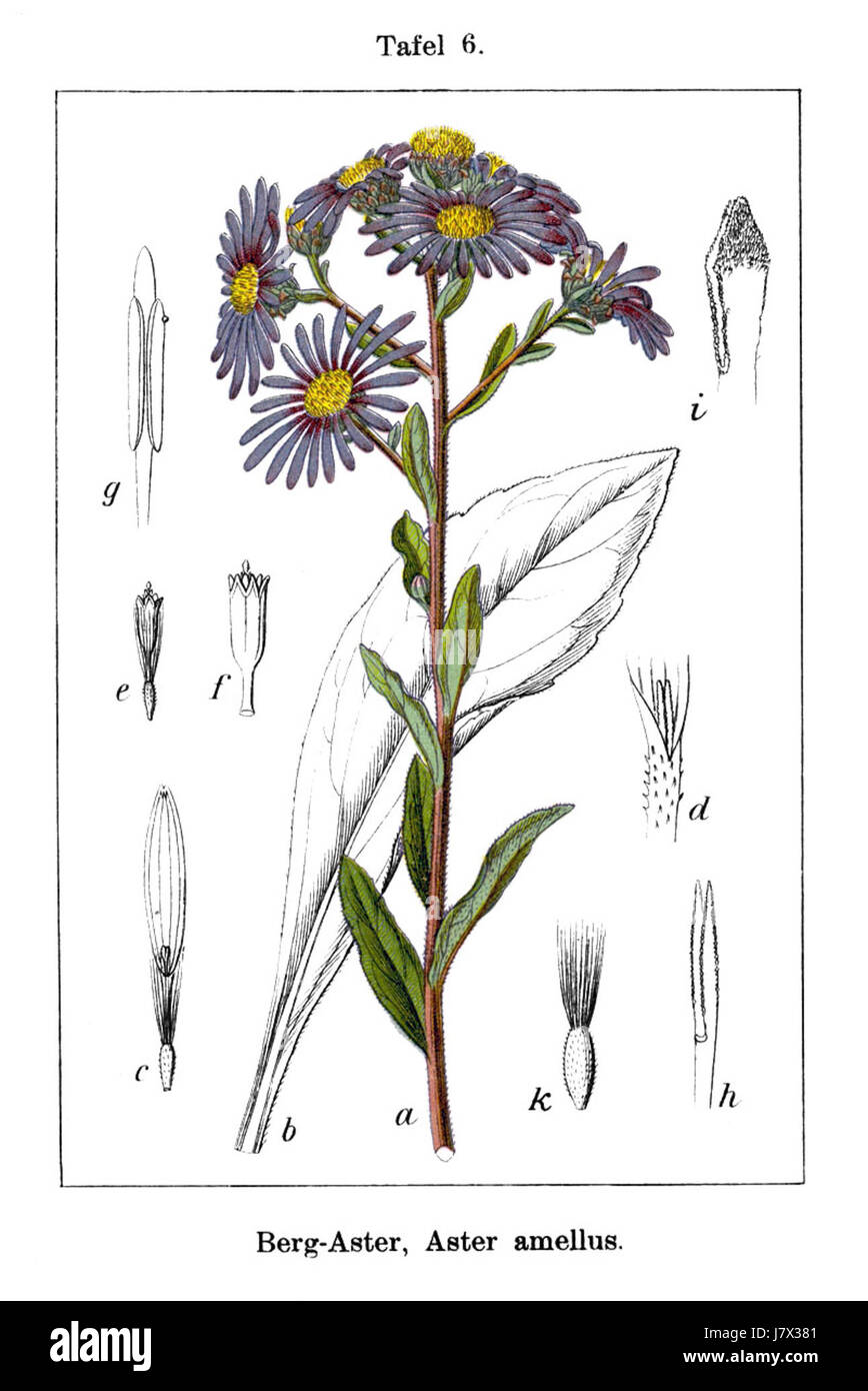Eine botanische Illustration von Aster amellus, allgemein bekannt als italienischer Aster, wie sie im Werk des deutschen Botanikers Johannes Gottfried Sturm dargestellt wird. Stockfoto