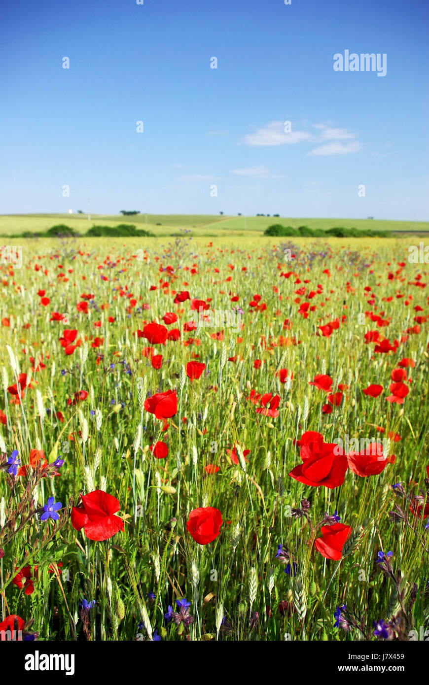 blaue Farbe Blüte Blüte gedeihen blühender Mohn Blütenblätter Getreide Farbe rot Stockfoto