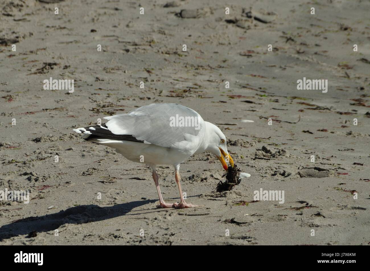 Silbermöwe Stockfoto
