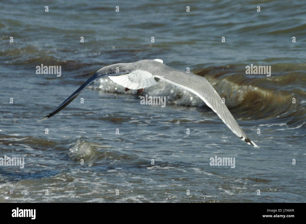 Urlaub Urlaub Urlaub Urlaub Vogel Vögel Wasser Ostsee Salzwasser Meer Stockfoto