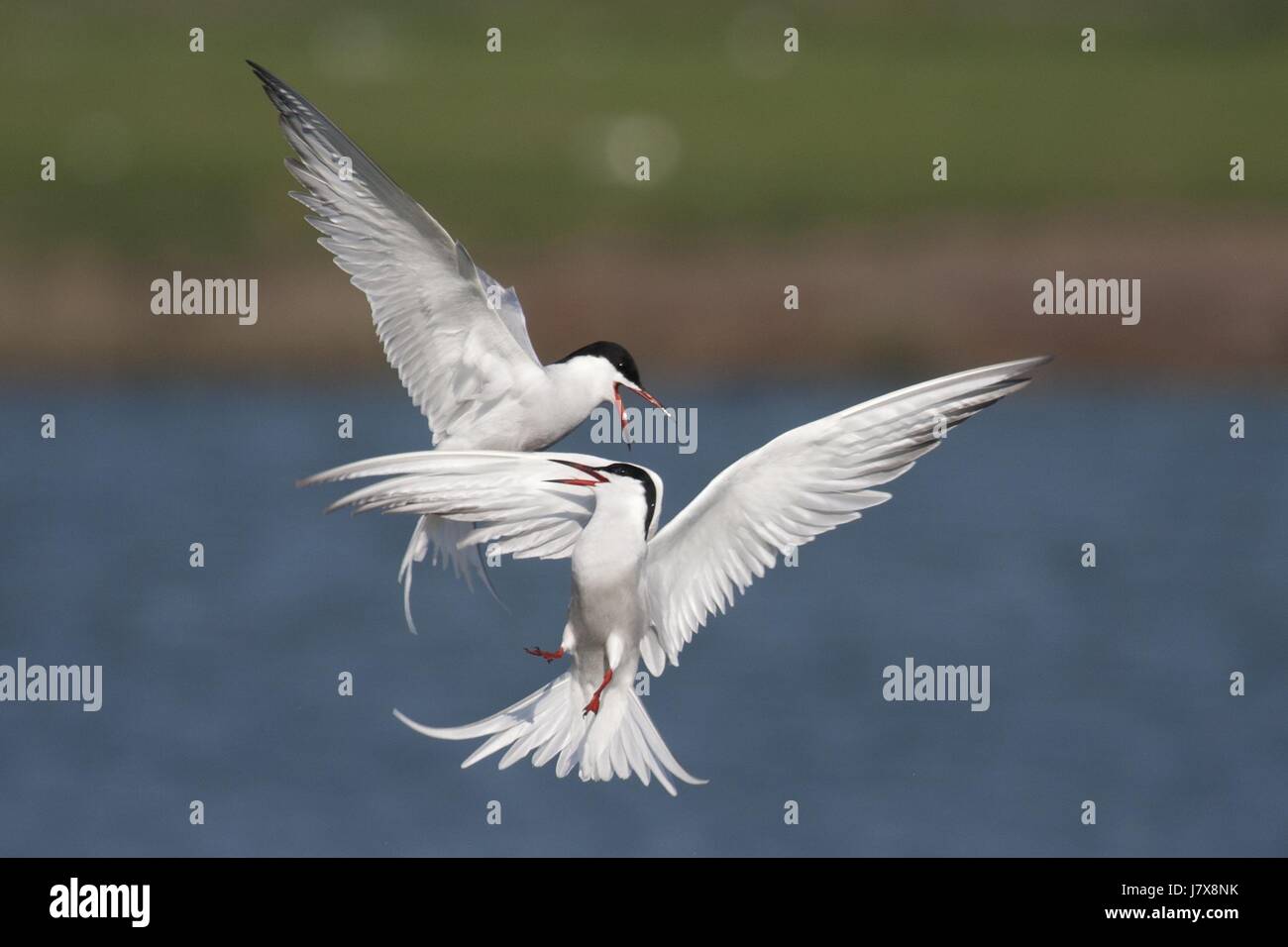 Flug Kampf argumentieren, dass Streit streiten fliegen fliegen fliegen fliegen Flug Stockfoto