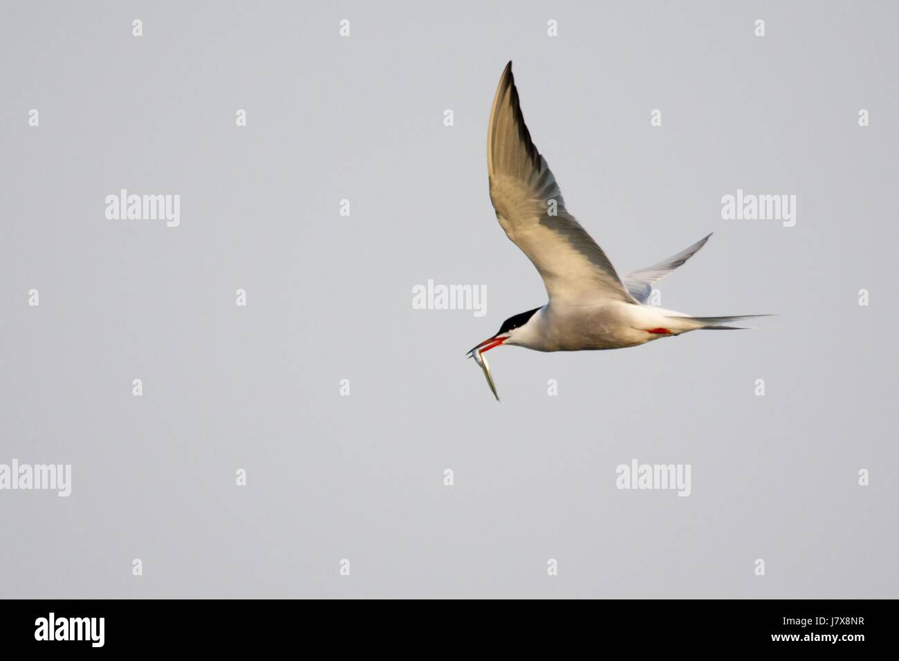 Flug Kampf argumentieren, dass Streit streiten fliegen fliegen fliegen fliegen Flug Stockfoto