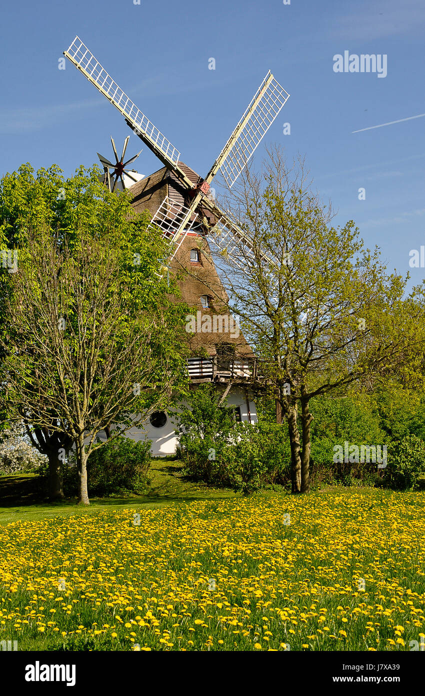 historischen Flügel Windmühle Mühle Getreide Mühle historischen Baum Bäume Flügel Blüten Stockfoto