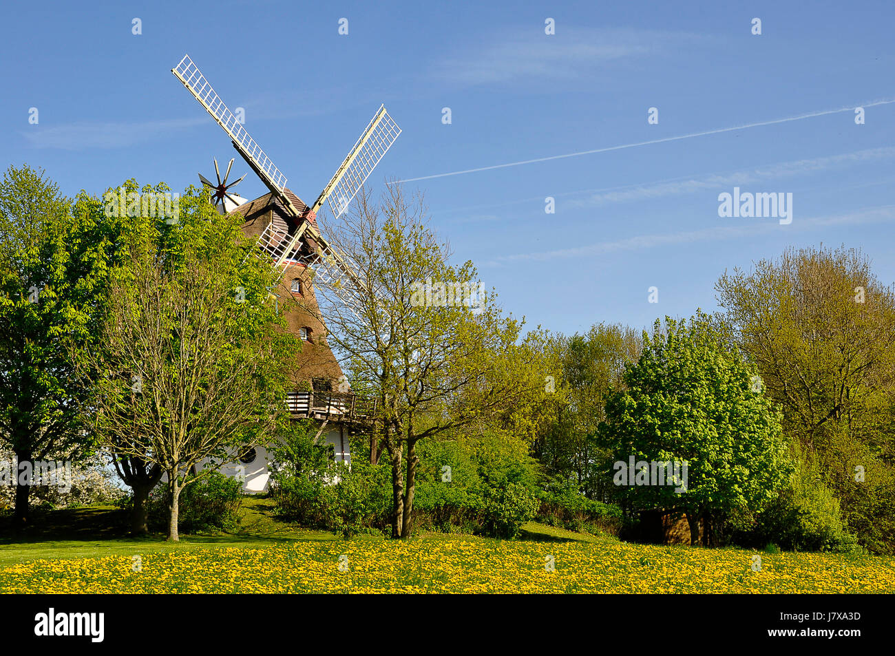 historischen Flügel Windmühle Mühle Getreide Mühle historischen Baum Bäume Flügel Blüten Stockfoto