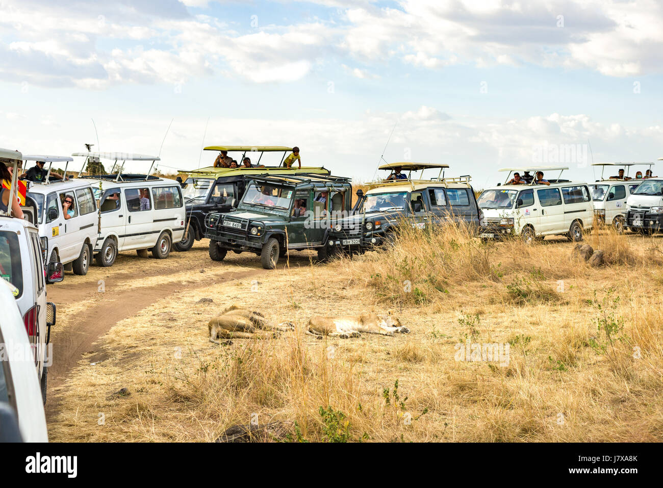 Mehrere Safari Fahrzeugen mit Touristen zu sehen Ruhenden Löwen Paar gestoppt (Panthera leo), Masai Mara, Kenia Stockfoto