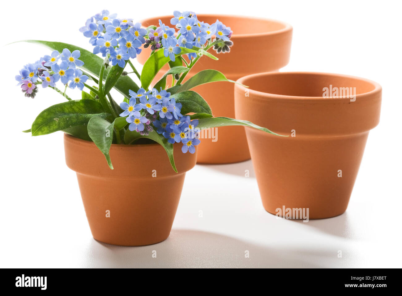 Vergiss mich nicht Stockfoto