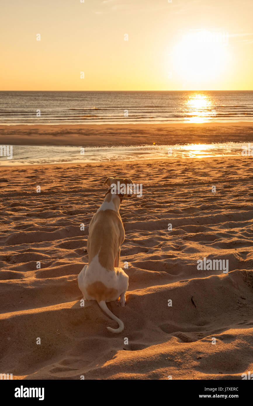 Whippet Windhund sitzen am Strand von Sylt, den Sonnenuntergang beobachten Stockfoto