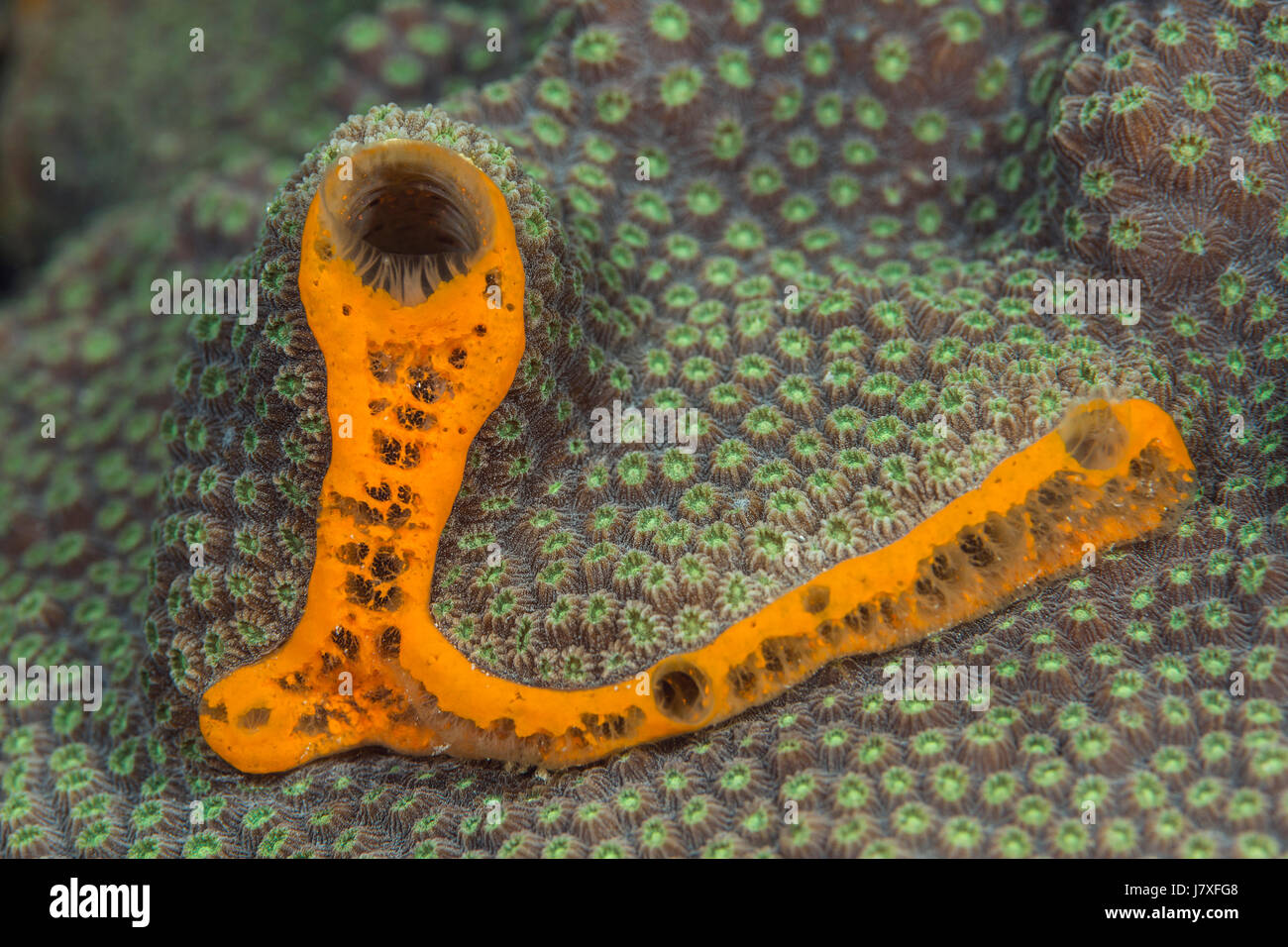 Orange King Schwamm, Mykale Laevis, Jardines De La Reina, Kuba Stockfoto