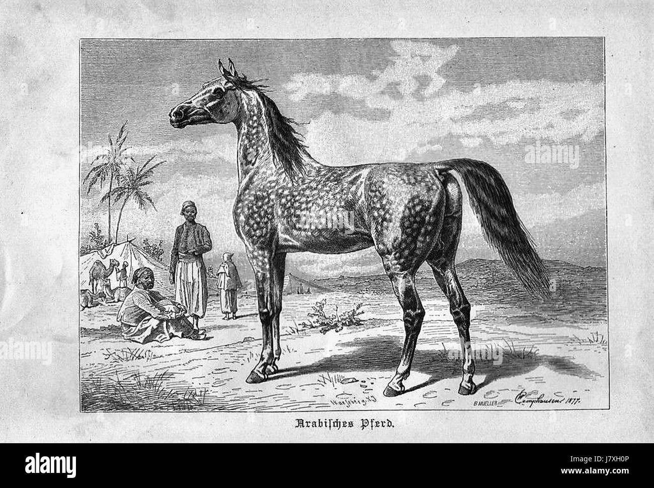 Arabisches Pferd bezieht sich auf ein arabisches Pferd, eine Rasse, die für ihre Ausdauer, Geschwindigkeit und Schönheit bekannt ist. Die Rasse hat eine lange Geschichte und ist eine der ältesten Pferderassen der Welt, die oft mit der arabischen Kultur und Geschichte in Verbindung gebracht wird. Stockfoto