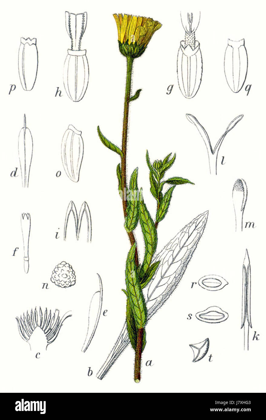 Botanische Illustration von Buphthalmum salicifolium, allgemein bekannt als Weidenblättriges Ochsenauge, wie in Sturms Flora dargestellt. Stockfoto