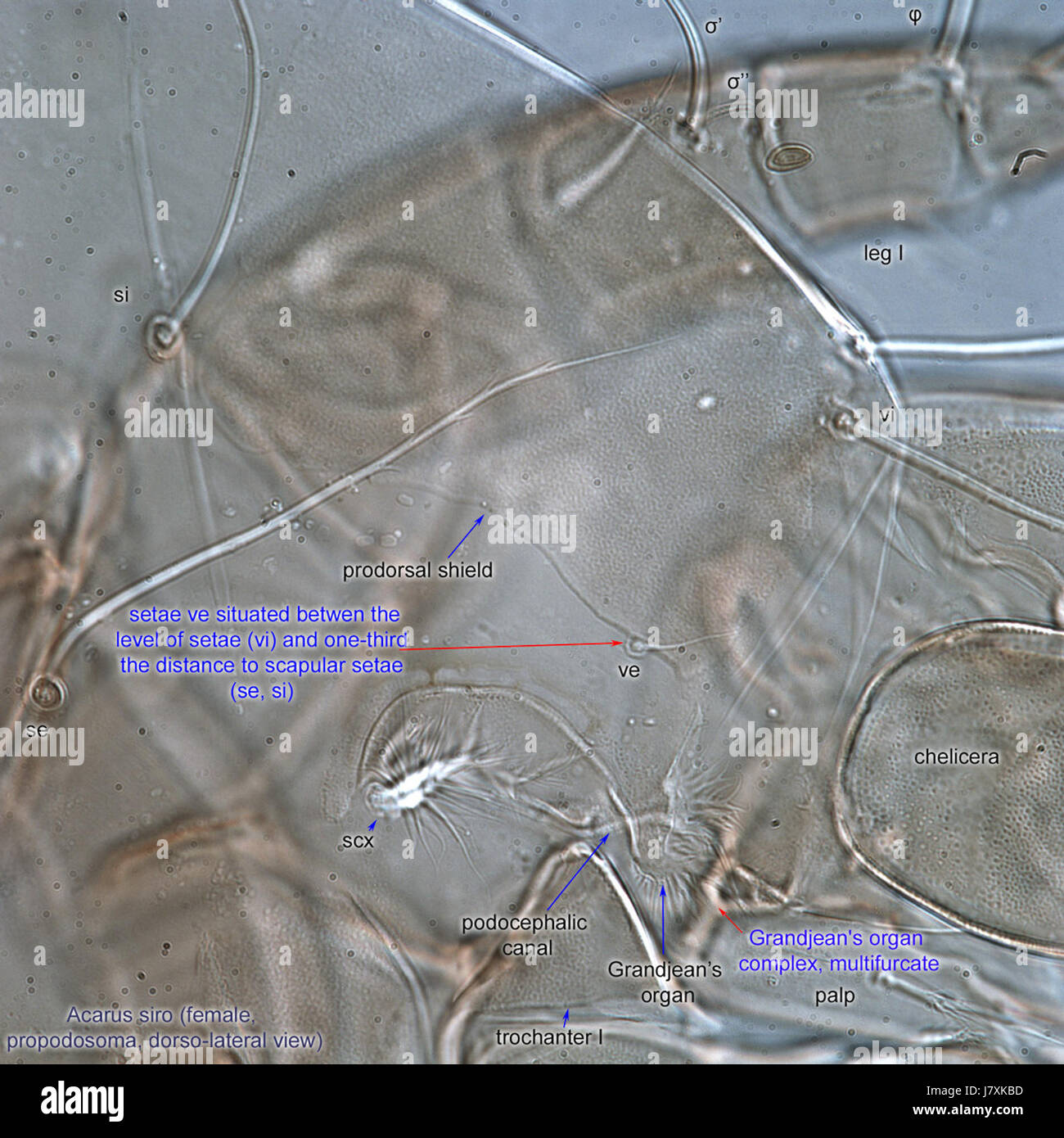 Das Bild zeigt eine Nahaufnahme der Acarus siro, einer Milbenart, mit Schwerpunkt auf der lateralen Ansicht ihres Propodosoms, die mit Hilfe der DIC-Mikroskopie (Differential Interference Contrast) aufgenommen wurde. Stockfoto