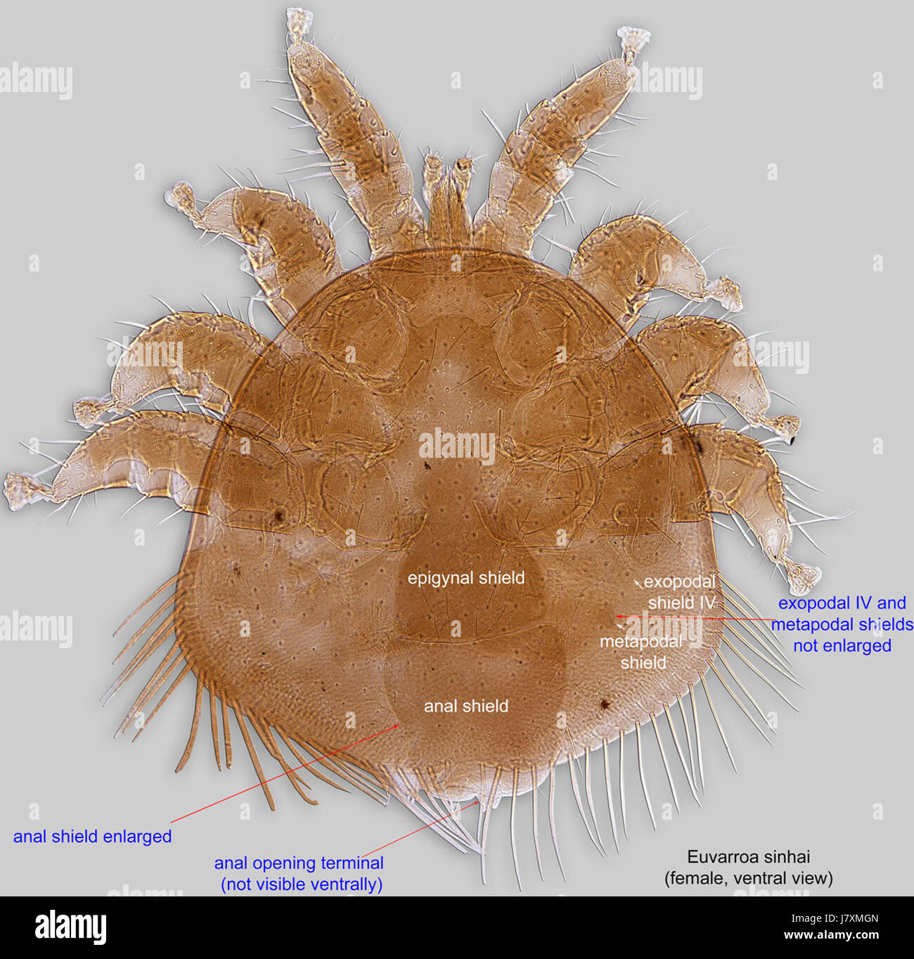 2 Euvarroa Sinhai Ventr 20 X ex Apis Florea Ceylon Stockfoto