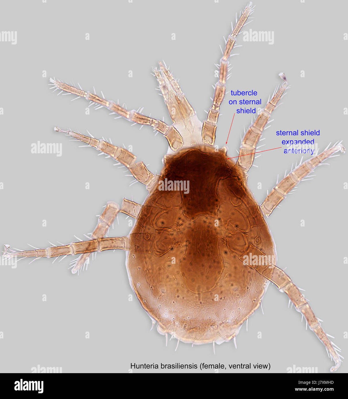 Dieser Eintrag bezieht sich auf einen weiblichen Holotyp von Hunteria brasiliensis, einer Pflanzenart. Die Beschreibung enthält Einzelheiten über die ventralen Aspekte, die zur botanischen Untersuchung der Art beitragen. Stockfoto