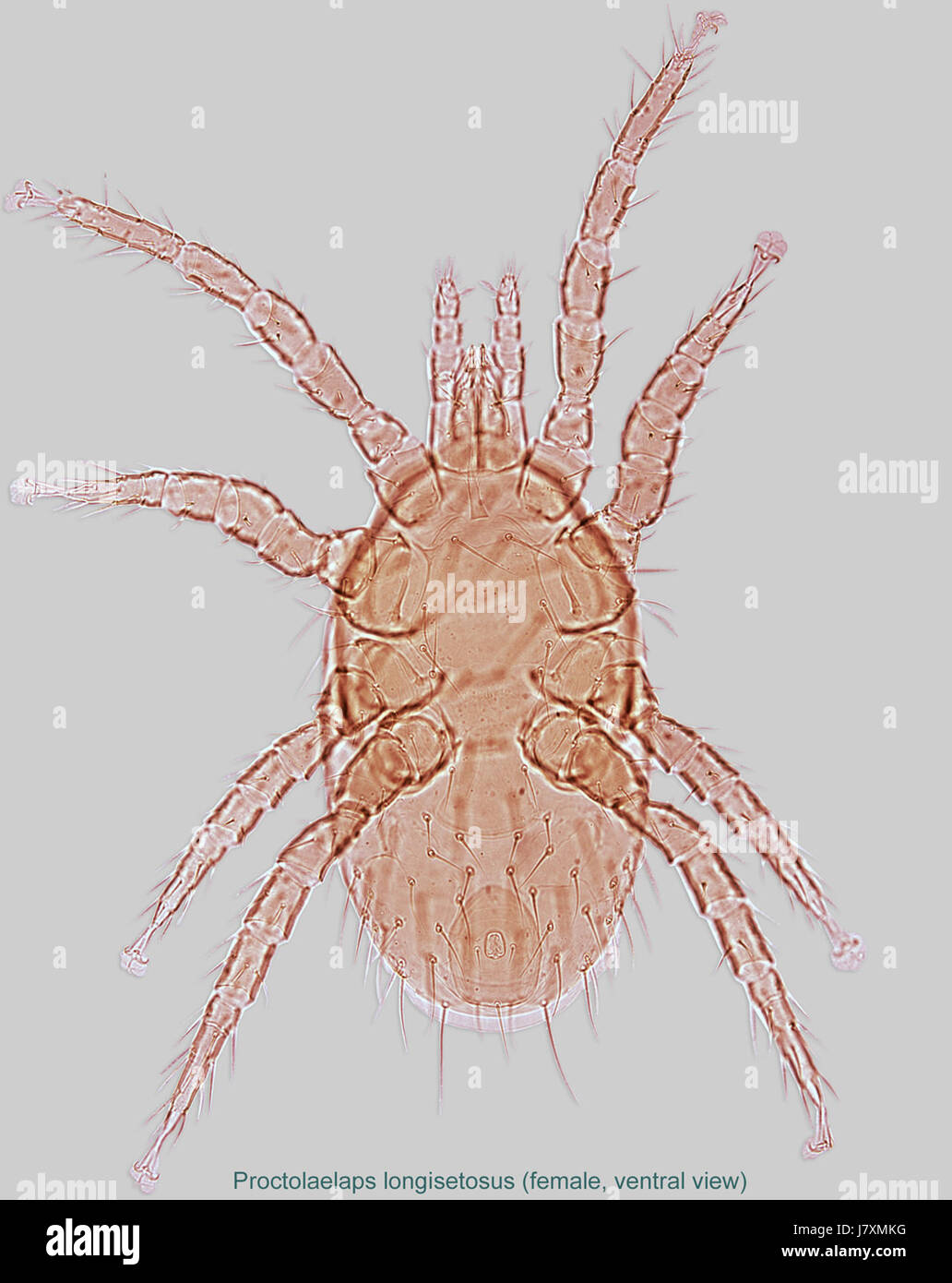 Proctolaelaps longisetosus ist eine Milbenart. Die weibliche ventrale Ansicht in dieser Probe liefert wissenschaftliche Details, die für die Untersuchung von Arachnien und Milbentaxonomie nützlich sind. Stockfoto
